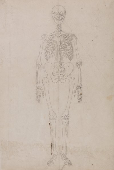 Een vergelijkende anatomische uiteenzetting van de structuur van het menselijk lichaam met dat van een tijger en een hoender:  Menselijk skelet, vooraanzicht (Eindstudie) door George Stubbs