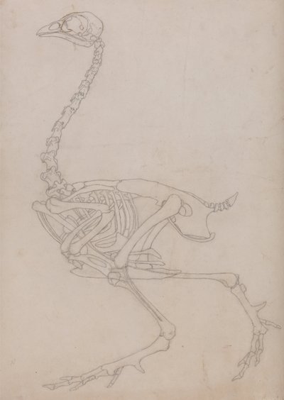 Een vergelijkende anatomische uiteenzetting van de structuur van het menselijk lichaam met dat van een tijger en een hoender:  Fowl Skeleton, Lateral View (Schets van het skelet gemaakt voor de sleutelfiguur bij Tabel V) door George Stubbs