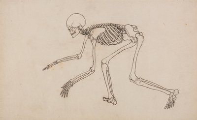 Een vergelijkende anatomische uiteenzetting van de structuur van het menselijk lichaam met dat van een tijger en een hoender: Menselijk skelet, zijaanzicht door George Stubbs