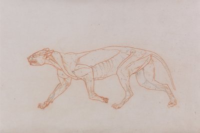Een vergelijkende anatomische uiteenzetting van de structuur van het menselijk lichaam met dat van een tijger en een hoender:  Lichaam van een luipaard, zijaanzicht door George Stubbs