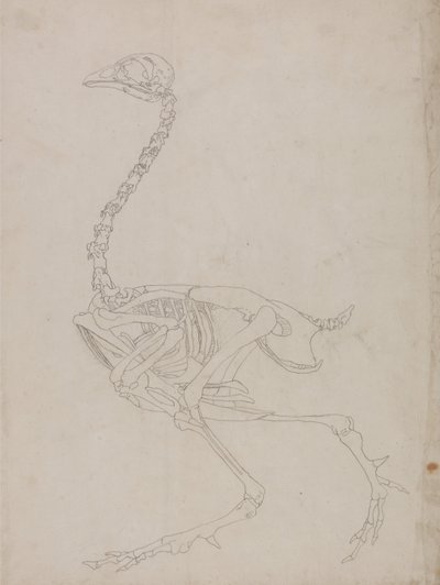 Een vergelijkende anatomische uiteenzetting van de structuur van het menselijk lichaam met dat van een tijger en een hoender:  Kippenskelet, zijaanzicht (schets van het skelet) door George Stubbs