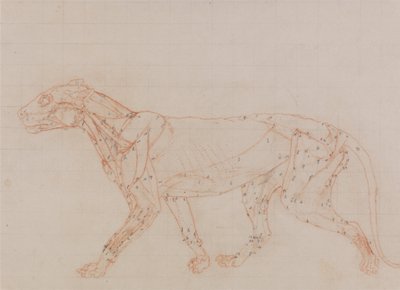 Een vergelijkende anatomische uiteenzetting van de structuur van het menselijk lichaam met dat van een tijger en een hoender:  Tijgerlichaam, zijaanzicht (Studie van de spieren blootgelegd in het derde stadium van dissectie) door George Stubbs