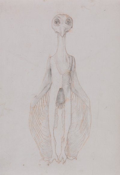 Een vergelijkende anatomische uiteenzetting van de structuur van het menselijk lichaam met dat van een tijger en een hoender:  Uil staand, vooraanzicht door George Stubbs