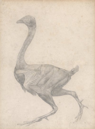 Een vergelijkende anatomische uiteenzetting van de structuur van het menselijk lichaam met dat van een tijger en een hoender: Hoender, zijaanzicht, met verwijderde huid en onderliggende vliezen (voltooide studie voor tabel XV) door George Stubbs