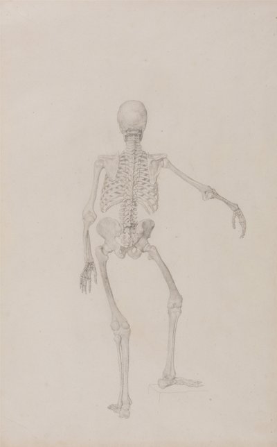 Een vergelijkende anatomische uiteenzetting van de structuur van het menselijk lichaam met dat van een tijger en een hoender: Menselijk skelet, achteraanzicht (rechterarm gestrekt; voltooide studie voor een ongepubliceerde tabel) door George Stubbs