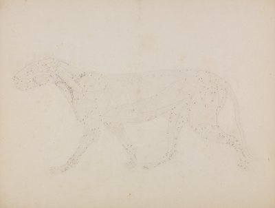 Een vergelijkende anatomische uiteenzetting van de structuur van het menselijk lichaam met dat van een tijger en een hoender: Tiger Body, Lateral View (Studie van de bovenste spierlagen en hun bloedvoorziening, voorbereid voor de sleutelfiguur bij Tabel XI door George Stubbs
