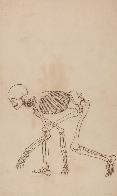 Een vergelijkende anatomische uiteenzetting van de structuur van het menselijk lichaam met dat van een tijger en een hoender: Menselijk skelet, zijaanzicht door George Stubbs