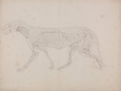 Een vergelijkende anatomische uiteenzetting van de structuur van het menselijk lichaam met dat van een tijger en een hoender: Tijgerlichaam, zijaanzicht door George Stubbs