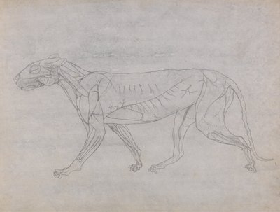 Een vergelijkende anatomische uiteenzetting van de structuur van het menselijk lichaam met dat van een tijger en een hoender: Tijgerlichaam, zijaanzicht door George Stubbs