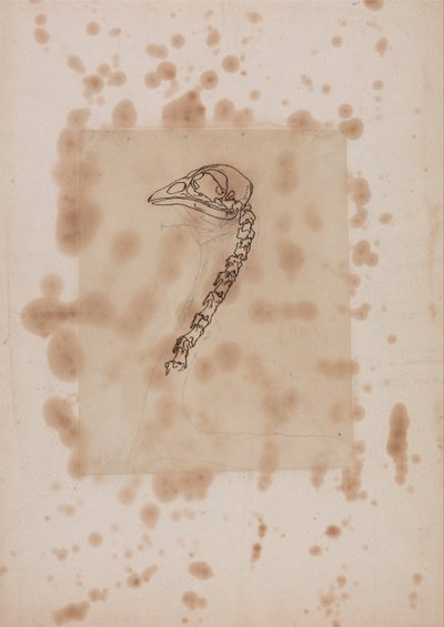 Een vergelijkende anatomische uiteenzetting van de structuur van het menselijk lichaam met dat van een tijger en een hoender:  Hoenderhoofd en -nek, zijaanzicht door George Stubbs