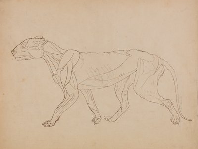 Een vergelijkende anatomische uiteenzetting van de structuur van het menselijk lichaam met dat van een tijger en een hoender:  Tijgerlichaam, zijaanzicht (Waarschijnlijk gemaakt als basis voor een sleutelfiguur) door George Stubbs