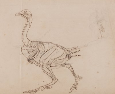 Een vergelijkende anatomische uiteenzetting van de structuur van het menselijk lichaam met dat van een tijger en een hoen:  Dorking Hen Lichaam, zijaanzicht (schematische tekening van de spieren) door George Stubbs