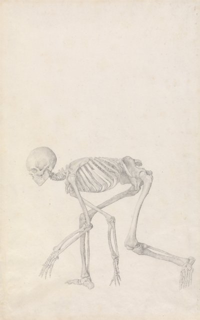 Een vergelijkende anatomische uiteenzetting van de structuur van het menselijk lichaam met dat van een tijger en een hoender: Menselijk skelet, zijaanzicht (in hurkhouding; voltooide studie voor een ongepubliceerde tabel) door George Stubbs