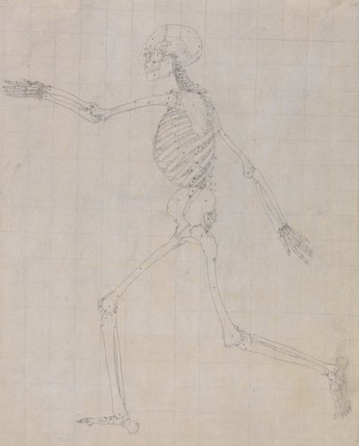 Een vergelijkende anatomische uiteenzetting van de structuur van het menselijk lichaam met dat van een tijger en een hoender: Menselijk skelet, zijaanzicht (schets van het skelet voor de sleutelfiguur bij tabel III) door George Stubbs