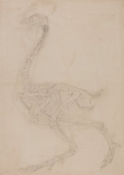 Een vergelijkende anatomische uiteenzetting van de structuur van het menselijk lichaam met dat van een tijger en een hoender:  Kippenskelet, zijaanzicht door George Stubbs