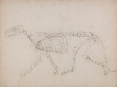 Een vergelijkende anatomische uiteenzetting van de structuur van het menselijk lichaam met dat van een tijger en een hoender: Tijgerskelet, zijaanzicht door George Stubbs