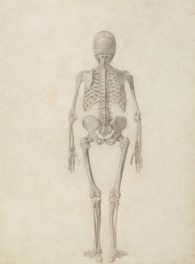 Een Vergelijkende Anatomische Expositie van de Structuur van het Menselijk Lichaam met die van een Tijger en een Gewone Vogel: Menselijk Skelet, Posterior Aanzicht door George Stubbs