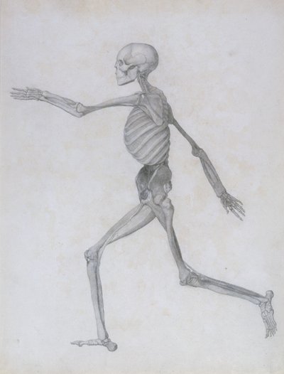 Een Vergelijkende Anatomische Expositie van de Structuur van het Menselijk Lichaam met die van een Tijger en een Gewone Vogel: Menselijke figuur, Zijaanzicht, 1795-1806 door George Stubbs
