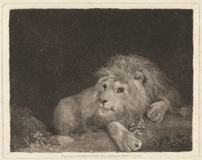 Een leeuw [Een liggende leeuw] door George Stubbs