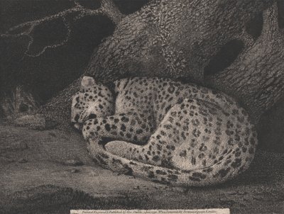 Een slapende luipaard door George Stubbs