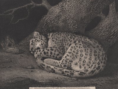 Een Slapende Luipaard, gegraveerd door de kunstenaar, pub. 1791 door George Stubbs