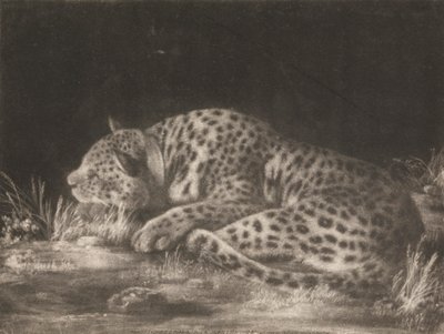 Een Tijger (Slapende Luipaard) door George Stubbs