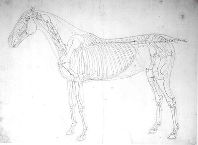 Anatomische studie van een paard door George Stubbs