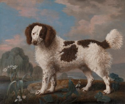 Bruine en Witte Norfolk of Waterspaniël door George Stubbs