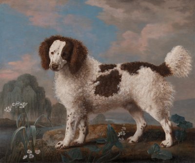 Bruine en witte Norfolk of Waterspaniël, 1778 door George Stubbs