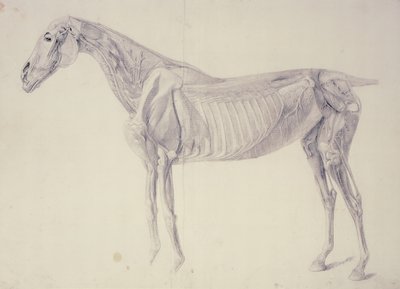Diagram uit De Anatomie van het Paard door George Stubbs