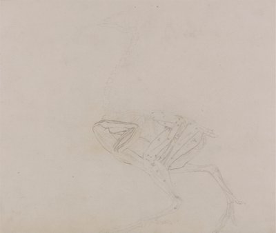 Dorking Hen Lichaam, Zijaanzicht (Studie van de spieren van het lichaam en ledematen in een later stadium van dissectie) door George Stubbs