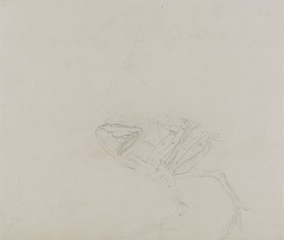 Dorking Hen Lichaam, Lateraal Aanzicht, uit Een Vergelijkende Anatomische Expositie van de Structuur van het Menselijk Lichaam met die van een Tijger en een Gewone Kip, 1795-1806 door George Stubbs