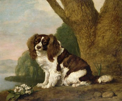 Fanny, een bruine en witte spaniël door George Stubbs