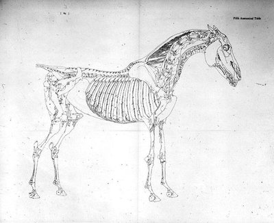 Vijfde anatomische tafel, uit 