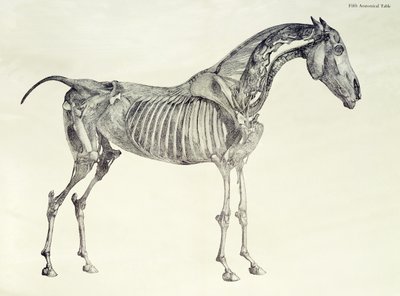 Vijfde Anatomische Tafel, uit 