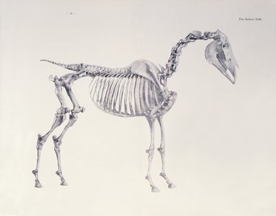Eerste Skelet Tafel, uit De Anatomie van het Paard door George Stubbs