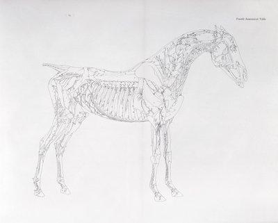Vierde Anatomische Tafel, uit 