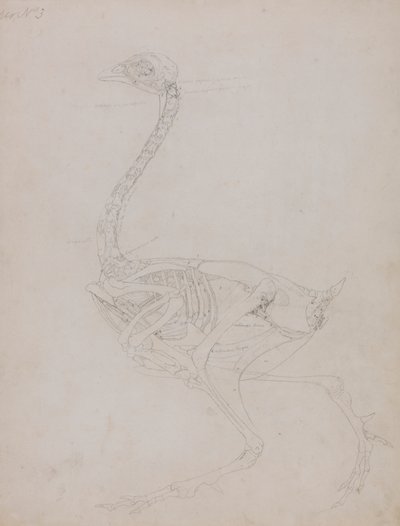 Vogellichaam, zijaanzicht door George Stubbs