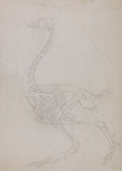 Vogel skelet, lateraal aanzicht (omtrektekening) door George Stubbs