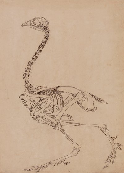 Vogelskelet, lateraal aanzicht door George Stubbs