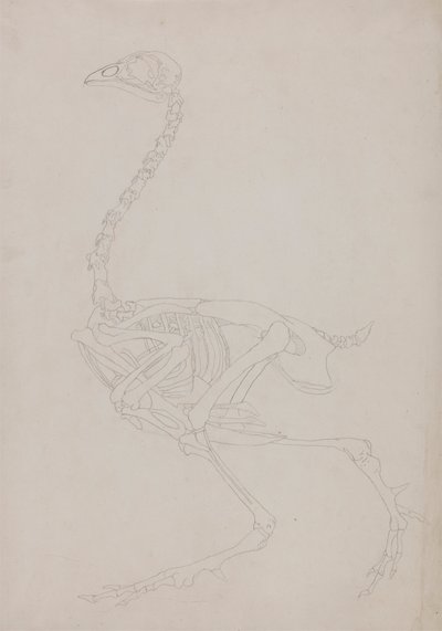 Kippenskelet, zijaanzicht door George Stubbs