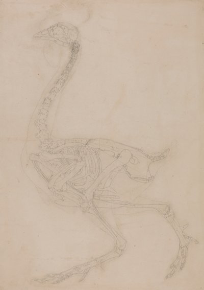 Vogel skelet, lateraal aanzicht door George Stubbs
