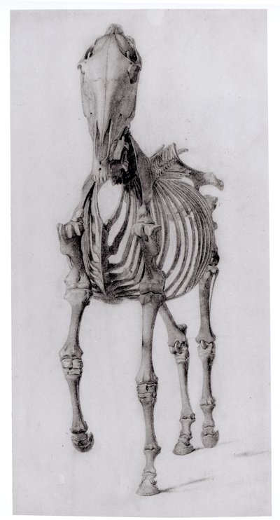 Vooraanzicht van het Skelet van een Paard, studie Nr. 10 uit De Anatomie van het Paard, 1766 door George Stubbs