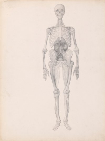 Menselijke Figuur, Voorzijde (Afgewerkte Studie van Laatste Fase van Ontleding) door George Stubbs