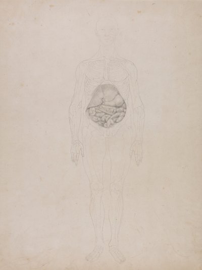 Menselijke figuur, vooraanzicht (omtrektekening) door George Stubbs
