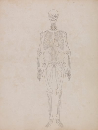 Menselijke figuur, vooraanzicht (omtrekfiguur) door George Stubbs