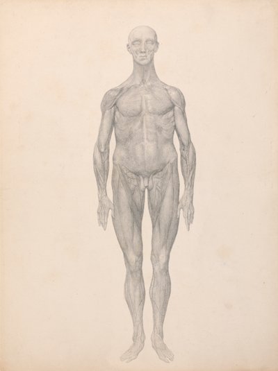 Menselijke Figuur, Vooraanzicht, Huid en Onderliggende Fasciale Lagen Verwijderd (Voltooide Studie voor Tabel XI) door George Stubbs