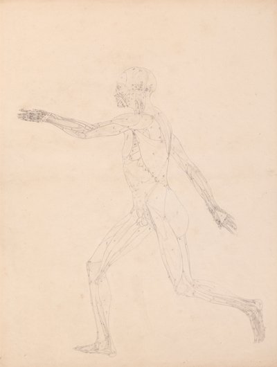 Menselijke figuur, lateraal aanzicht (Voor de sleutel figuur naar Tabel XIII) door George Stubbs
