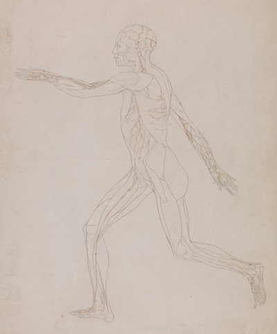 Menselijke figuur, lateraal aanzicht (Gerelateerd aan Tabel XIII, gedetailleerde studie van de bloedvaten die de spieren voorzien) door George Stubbs