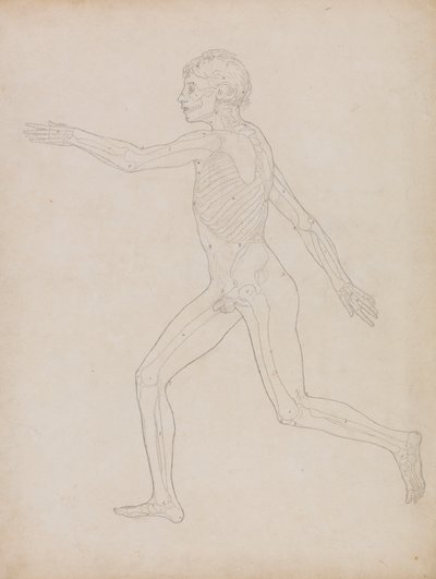 Menselijke figuur, zijaanzicht door George Stubbs